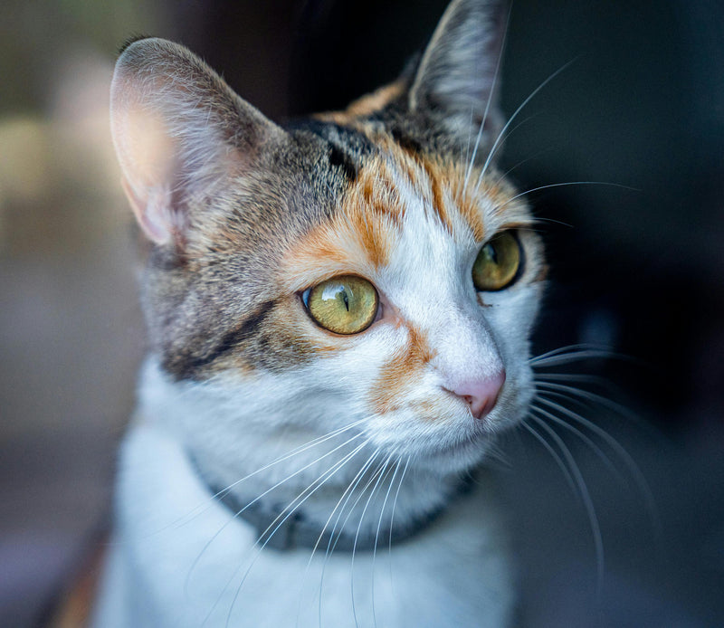 Le pouvoir de guérison des chats : Mythes ou réalité ?