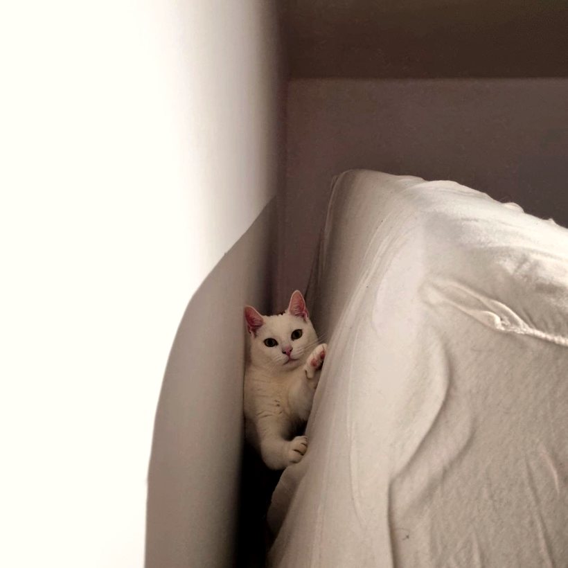 Yumi qui épie derrière le canapé