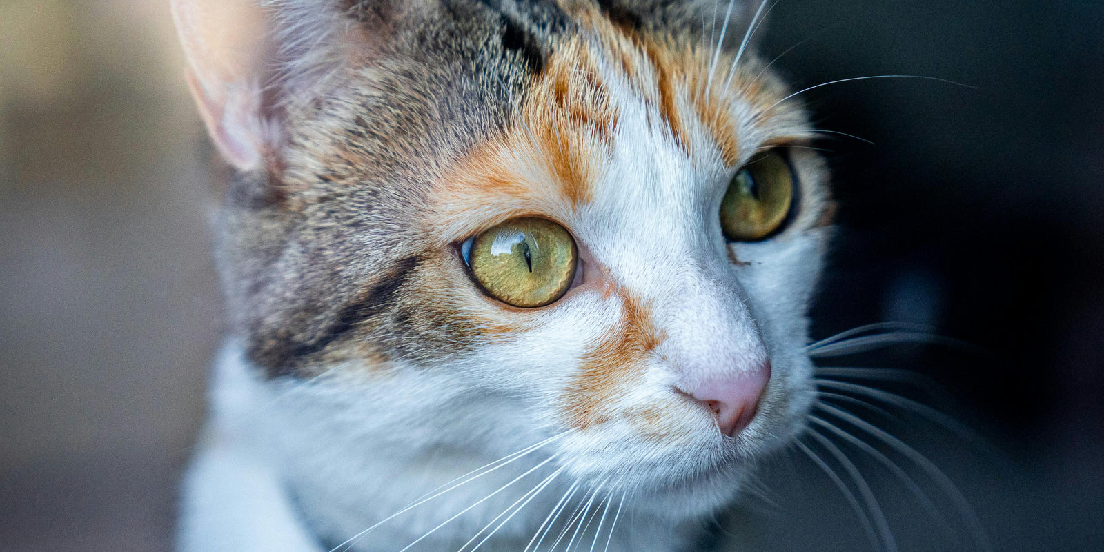 Le pouvoir de guérison des chats : Mythes ou réalité ?