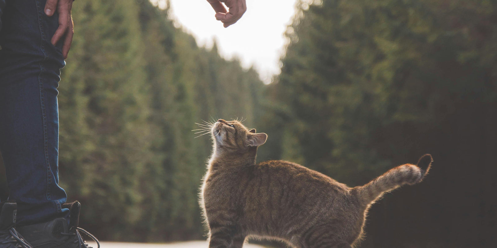 Quel chat correspond à votre signe astrologique ?