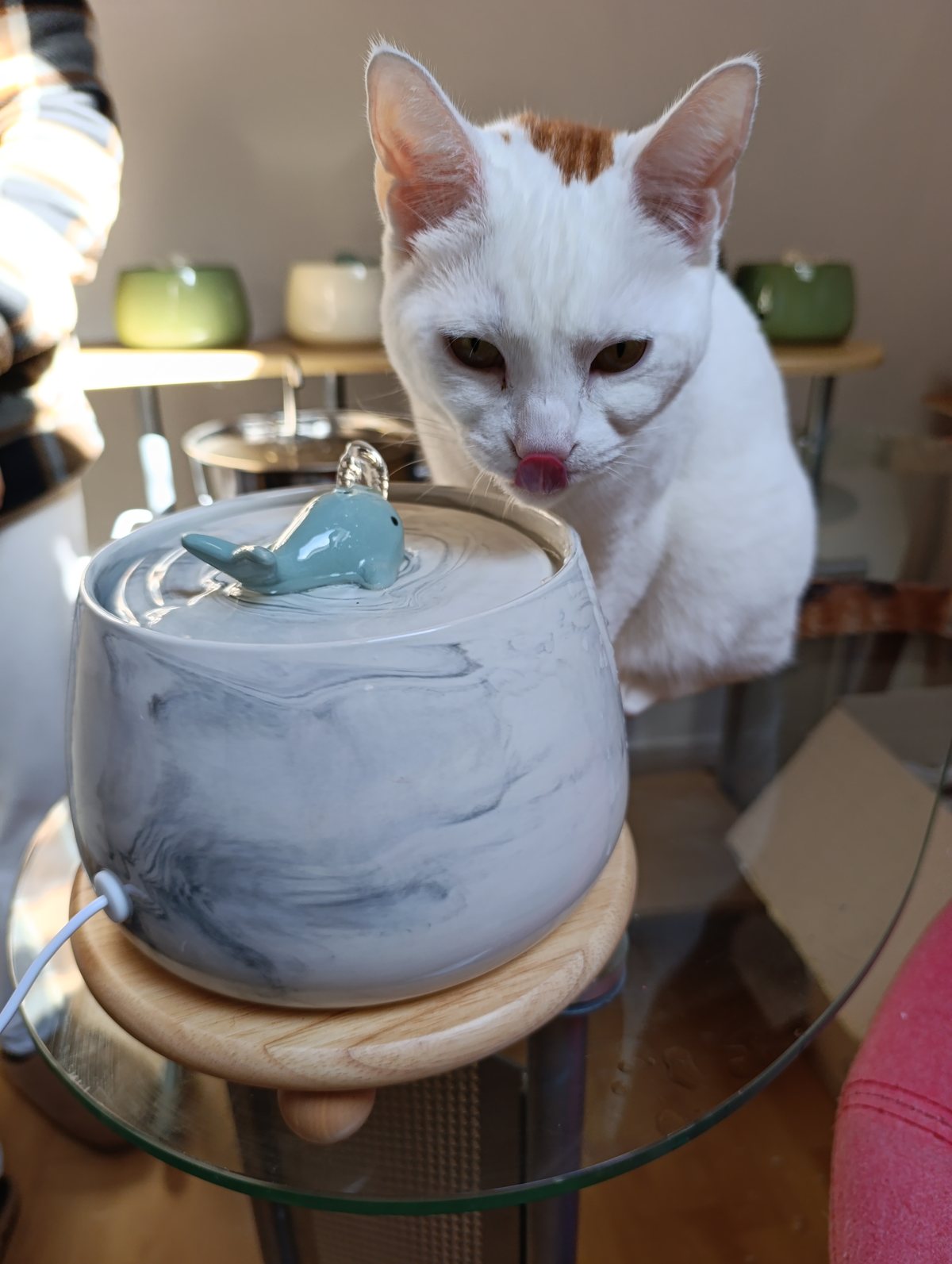 Chat blanc buvant à la fontaine COSYFUR — photo réelle