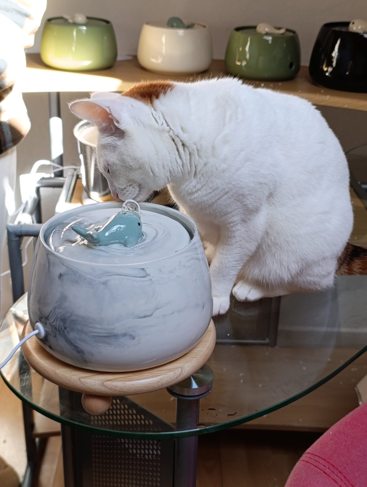 Chat blanc et fontaine céramique COSYFUR — photo réelle
